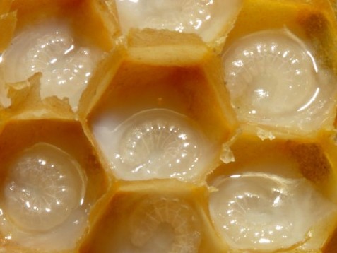 Royal jelly- whitish Substance produced by worker bees
