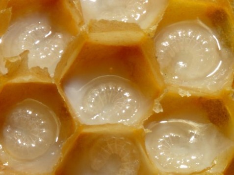 Royal Jelly for Skin Care, Benefits, How to Use Royal 