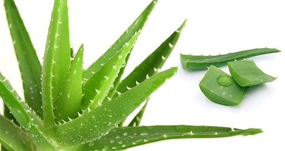 Aloe Vera for Burns