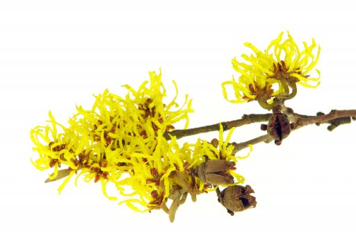 Witch Hazel for Acne Witch Hazel for Acne