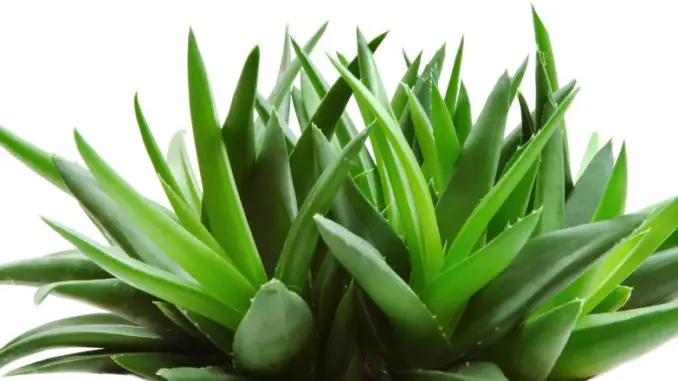 Benefits of Aloe Vera for Skin