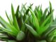 Benefits of Aloe Vera for Skin